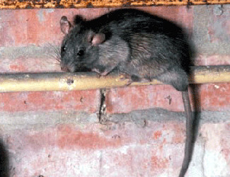 Rats! Is there NO stopping them?