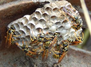 yellow jacket wasp nest